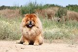 CHOW CHOW 172